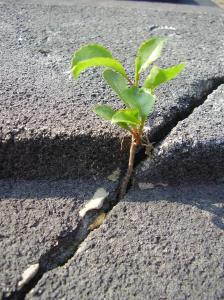 plant in sidewalk